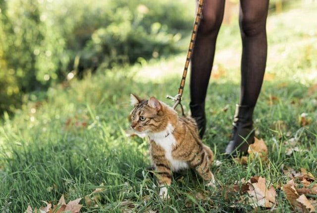 Tips for Going on a Fun Camping Trip with Your Feline Buddy